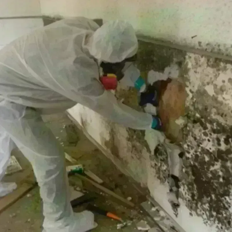 Mold Remediation and Removal in Rosedale, WA